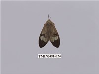 藏品(閃光玻燈蛾)的圖片